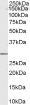 Bio-Rad AHP1081 image 1
