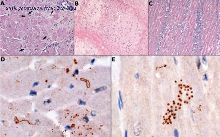 Bio-Rad 1439-9446 image 1