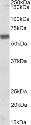 Bio-Rad AHP1069 image 1