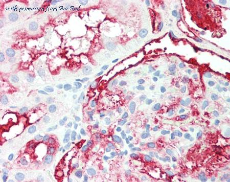 Bio-Rad 0300-0559 image 1