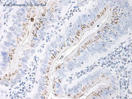 Bio-Rad AHP773 image 1