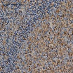 Bio-Rad MCA1398G image 1