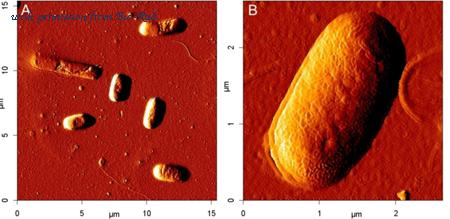Bio-Rad 4329-4911 image 1
