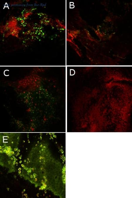 Bio-Rad MCA967 image 1