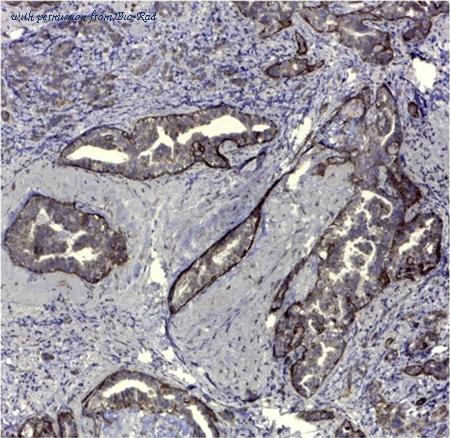 Bio-Rad MCA1729 image 1