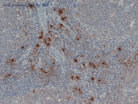 Bio-Rad MCA1438T image 1