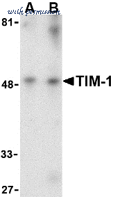 Bio-Rad AHP1187 image 1