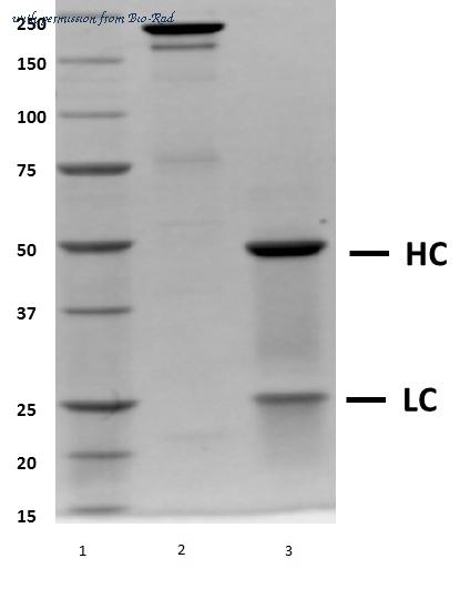 Bio-Rad HCA247 image 1