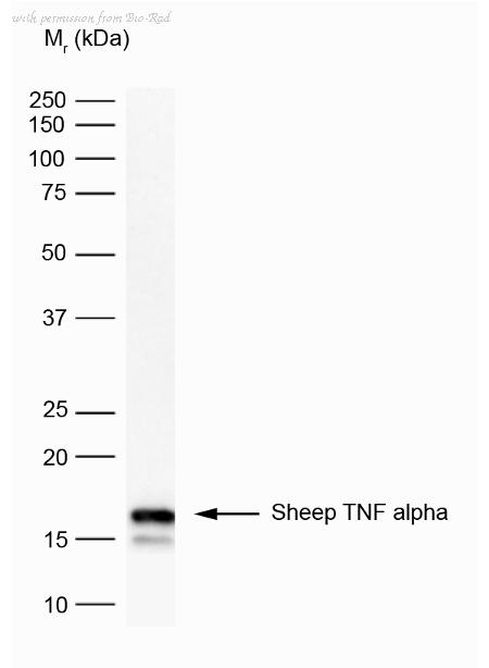 Bio-Rad MCA906GA image 1