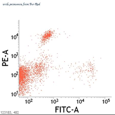 Bio-Rad MCA1347GA image 1