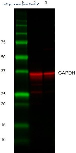 Bio-Rad STAR208P image 1