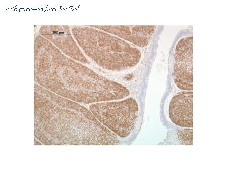 Bio-Rad MCA6011GA image 1