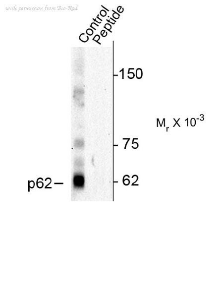 Bio-Rad AHP2270 image 1