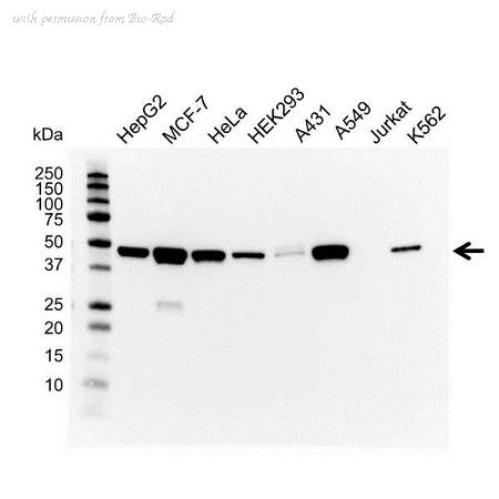 Bio-Rad VMA00011 image 1