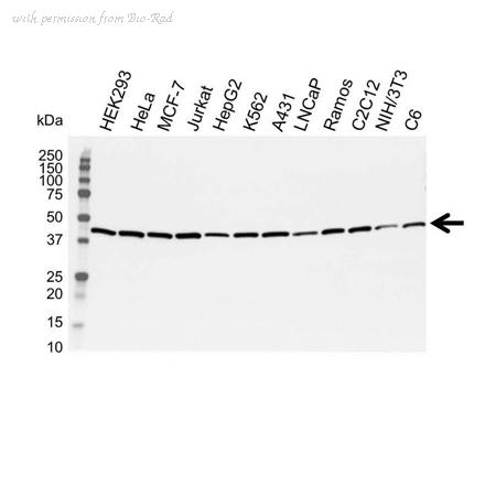 Bio-Rad VMA00014 image 1