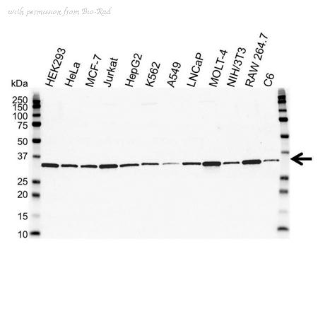 Bio-Rad VMA00018 image 1