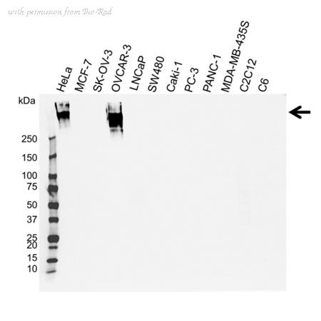 Bio-Rad VMA00070 image 1