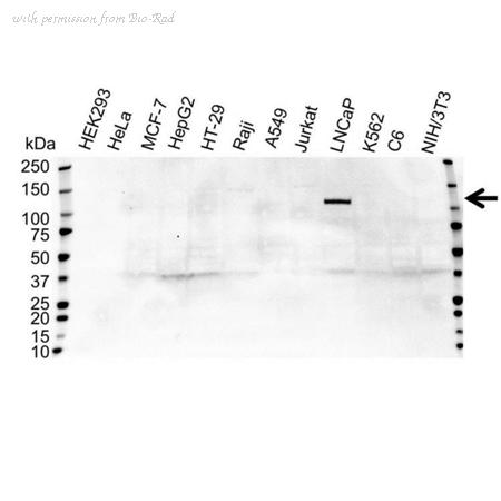 Bio-Rad VPA00046 image 1
