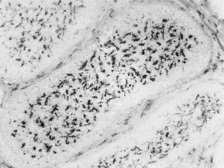 Bio-Rad MCA5956A647 image 1