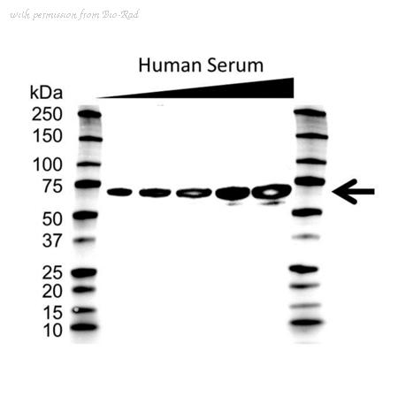Bio-Rad VMA00071 image 1
