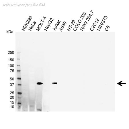 Bio-Rad VMA00080 image 1