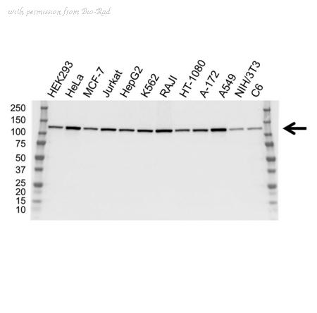 Bio-Rad VMA00116 image 1