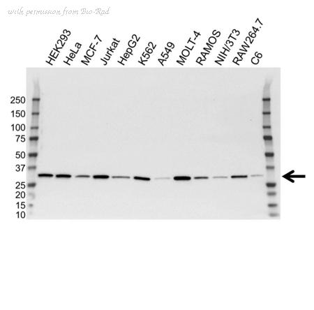 Bio-Rad VMA00126 image 1