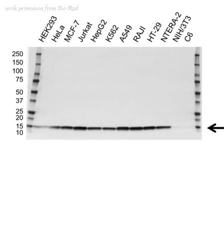 Bio-Rad VMA00133 image 1