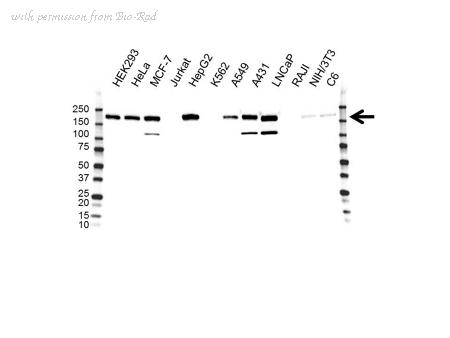 Bio-Rad VMA00147 image 1