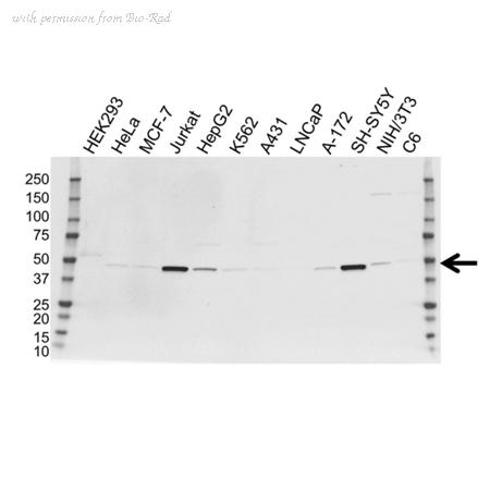 Bio-Rad VMA00152 image 1