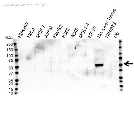 Bio-Rad VMA00156 image 1