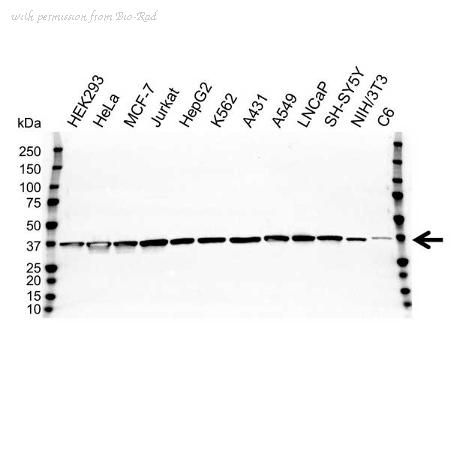 Bio-Rad VPA00187 image 1