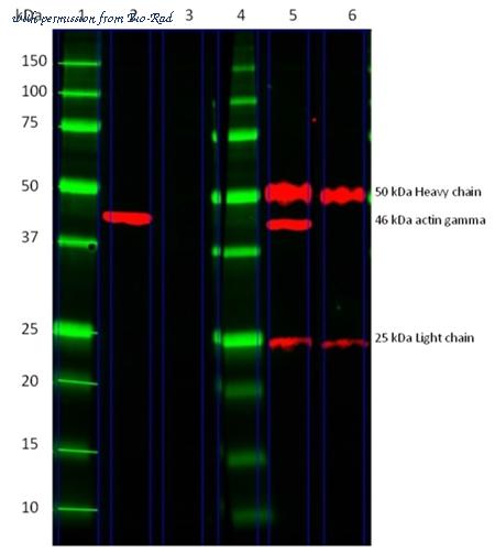 Bio-Rad STAR209P image 1