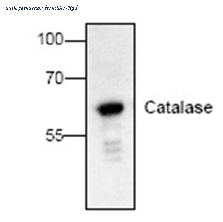 Bio-Rad AHP2290 image 1