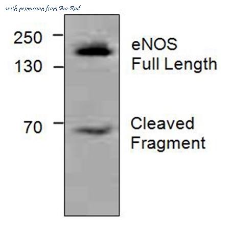 Bio-Rad AHP2305 image 1