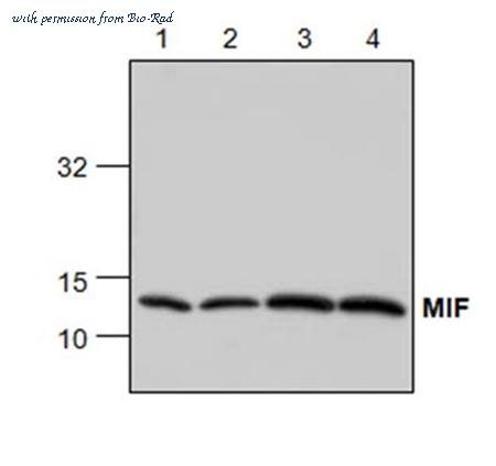 Bio-Rad AHP2328 image 1