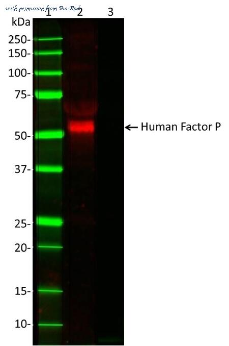 Bio-Rad MCA2617 image 1