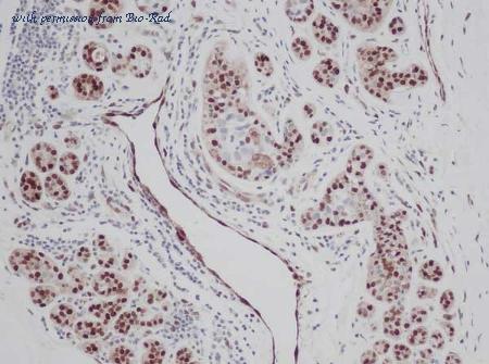 Bio-Rad AHP1038B image 1