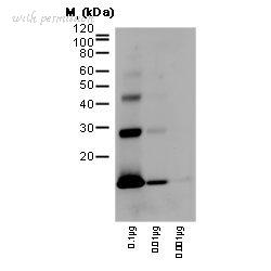 Bio-Rad HCA042 image 1