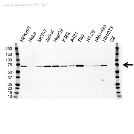 Bio-Rad VMA00203 image 1