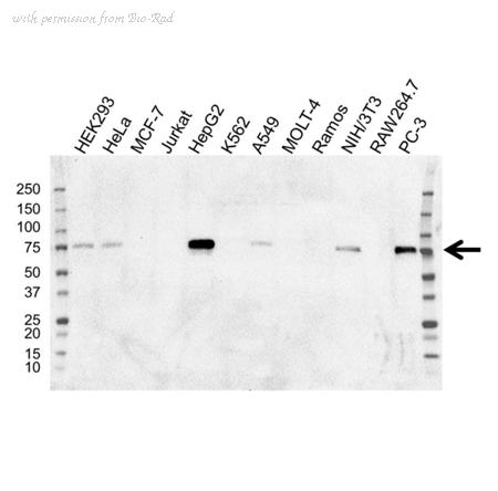 Bio-Rad VMA00211 image 1