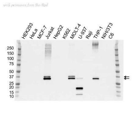 Bio-Rad VMA00212 image 1