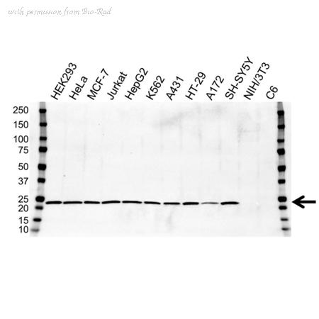 Bio-Rad VMA00215 image 1