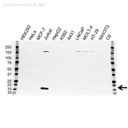 Bio-Rad VMA00220 image 1