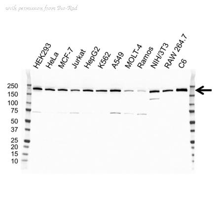 Bio-Rad VMA00263 image 1