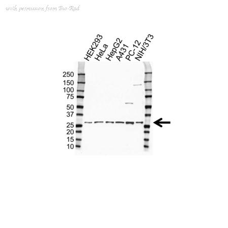 Bio-Rad VMA00299 image 1