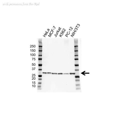 Bio-Rad VMA00304 image 1