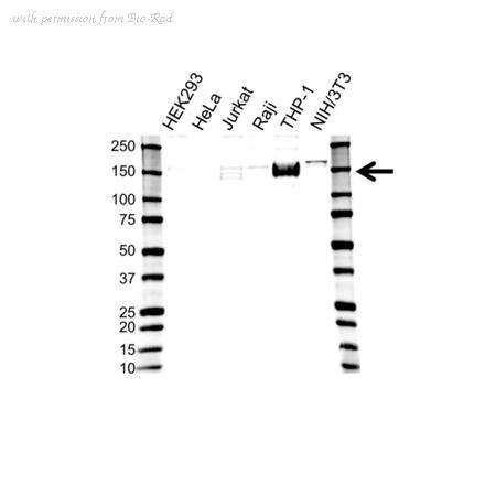 Bio-Rad VMA00321 image 1