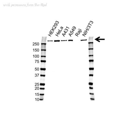 Bio-Rad VMA00322 image 1