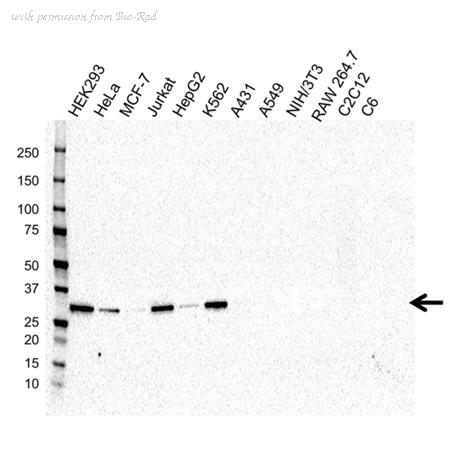 Bio-Rad VMA00332 image 1